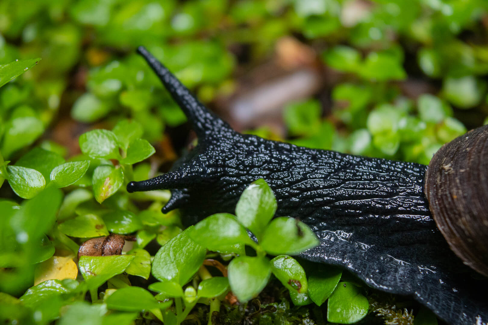 Caracol Negro
