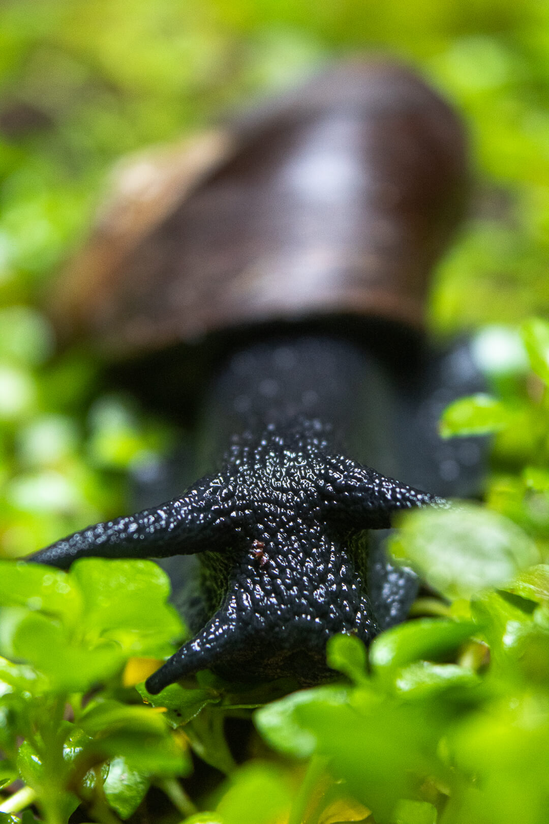 Caracol Negro