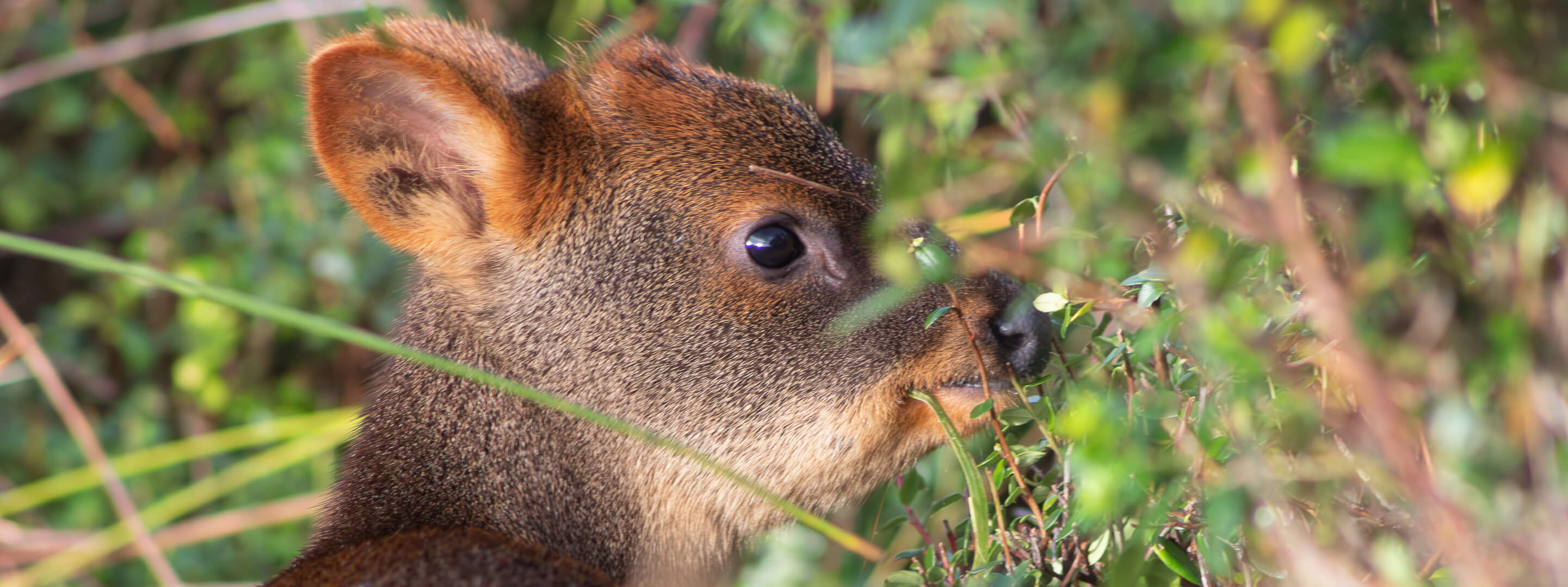 Pudú