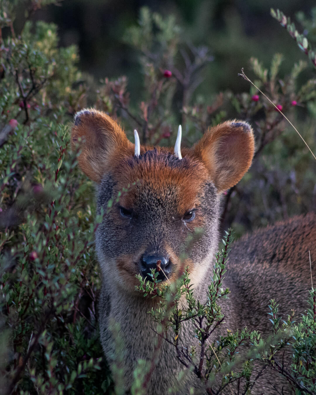 Pudú